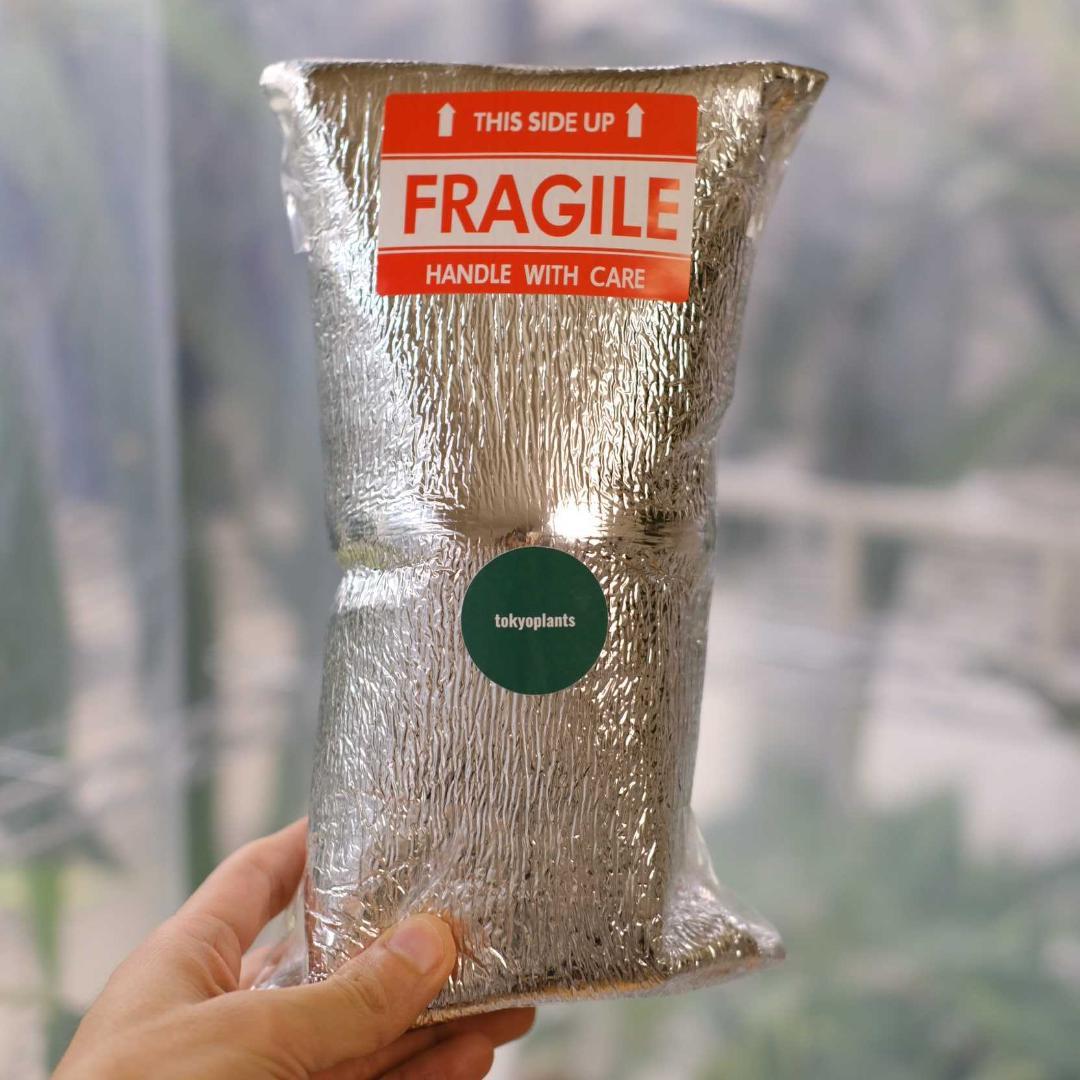 A. SKG Pink Lemonade × A. Zara Michelle