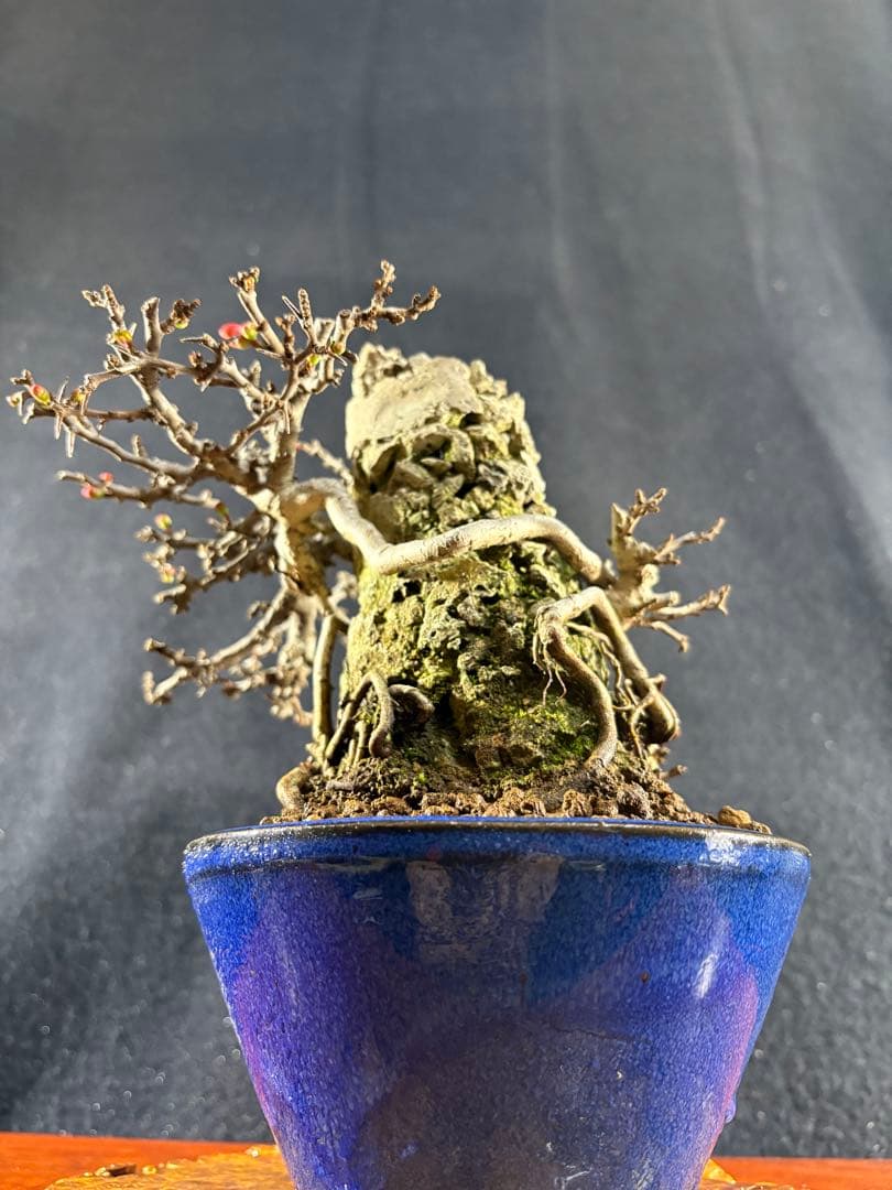 小品盆栽、長寿梅、石付け 目立った傷や汚れなし