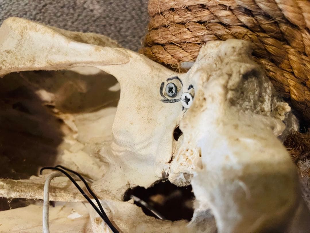 【超希少】テキサス　ロングホーンスカル　頭蓋骨