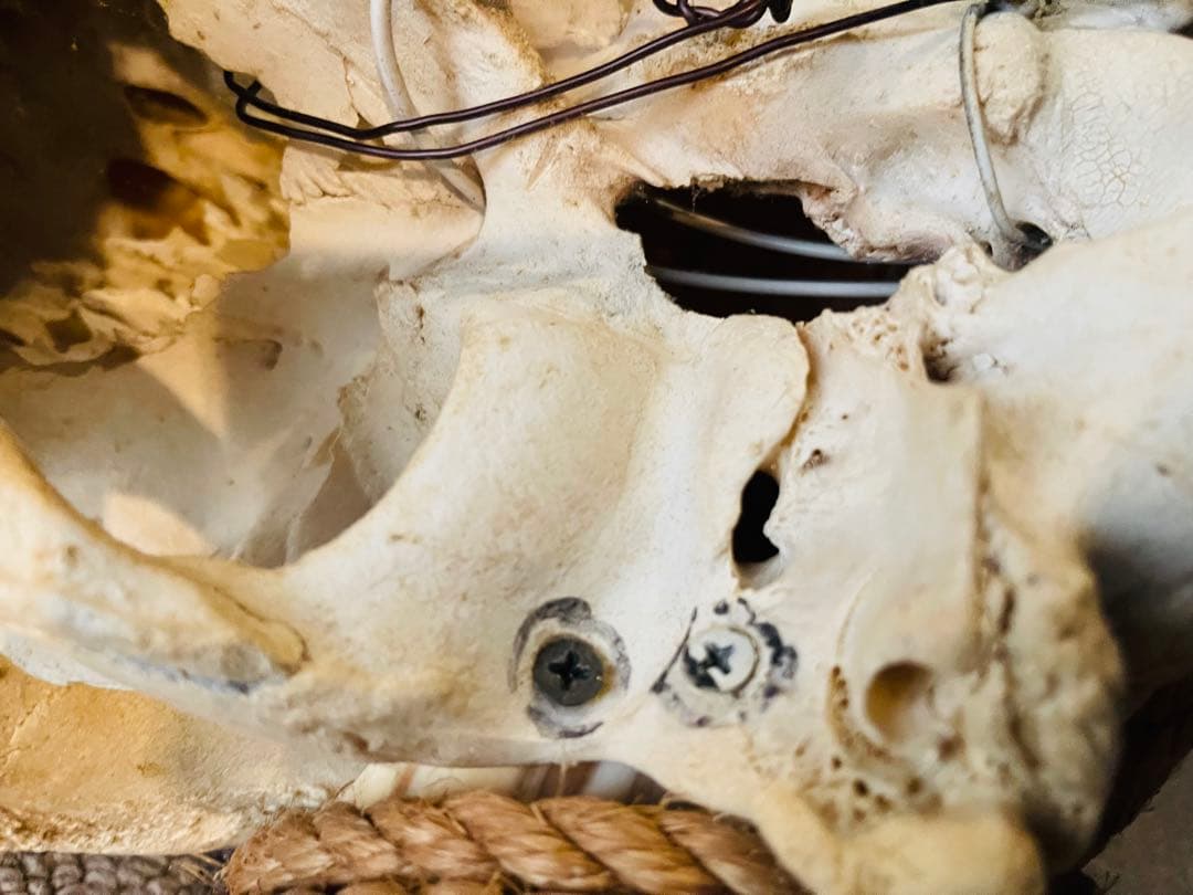 【超希少】テキサス　ロングホーンスカル　頭蓋骨