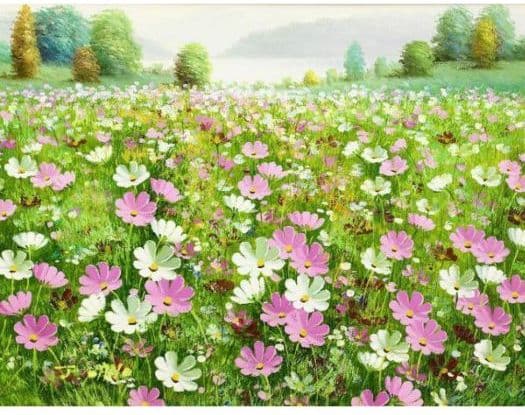 大野純一　油彩　コスモス畑　原画　真作　絵画