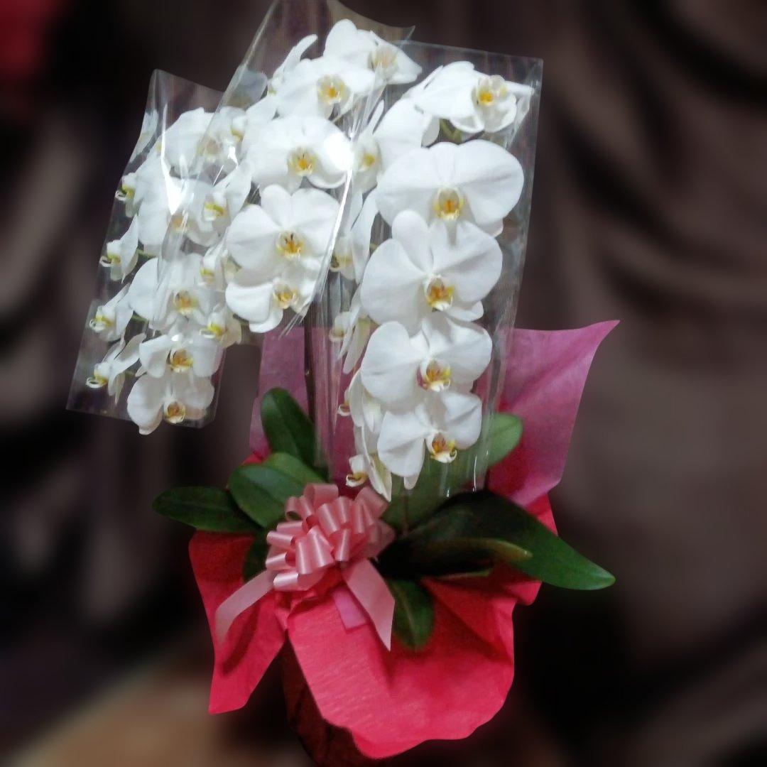 チャチャ　胡蝶蘭　生花