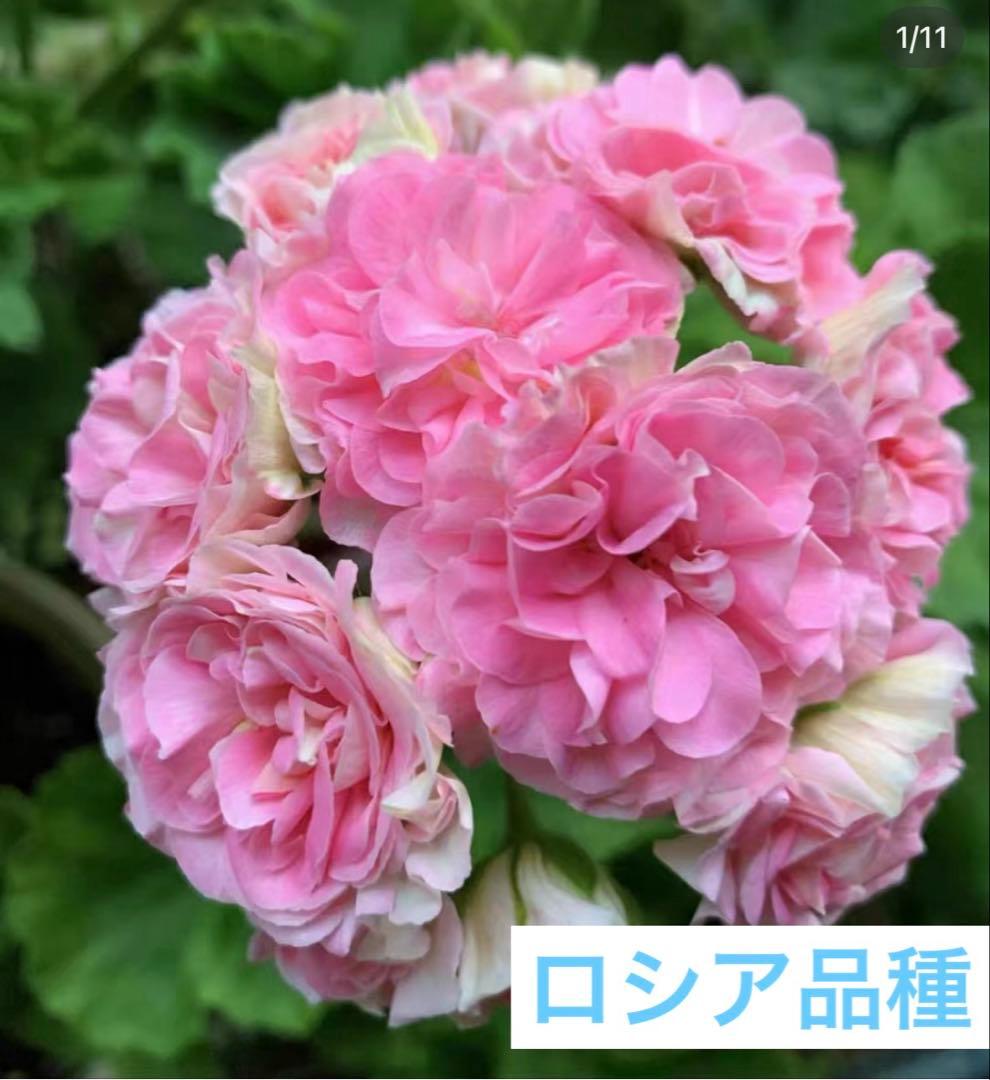 専用リンク　超希少品種ゼラニウム　レア品種ゼラニウム苗　DNY01