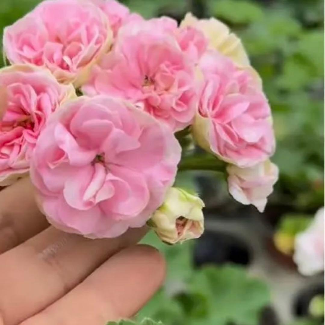 専用リンク　超希少品種ゼラニウム　レア品種ゼラニウム苗　DNY01