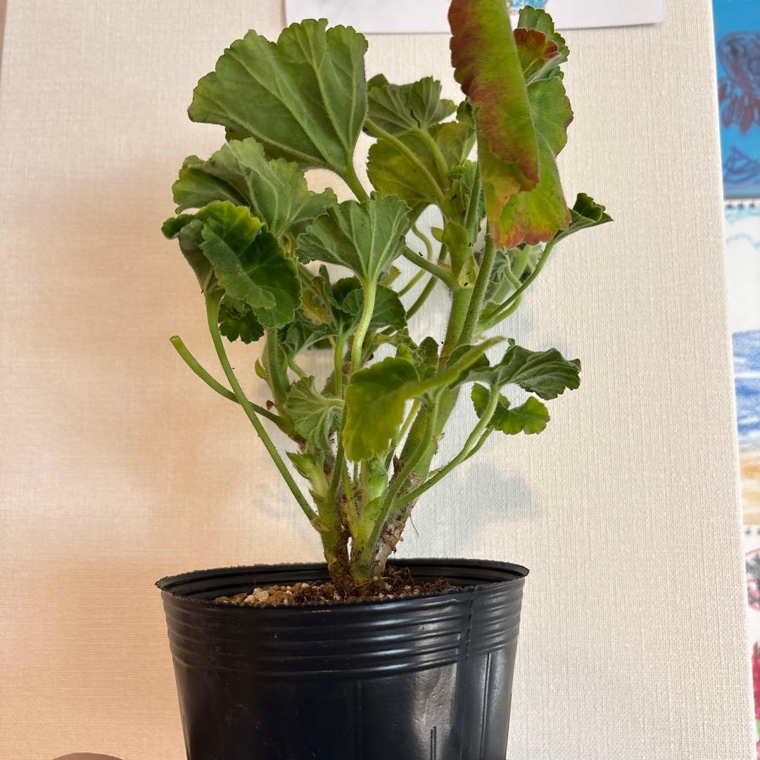 専用リンク　超希少品種ゼラニウム　レア品種ゼラニウム苗　DNY01