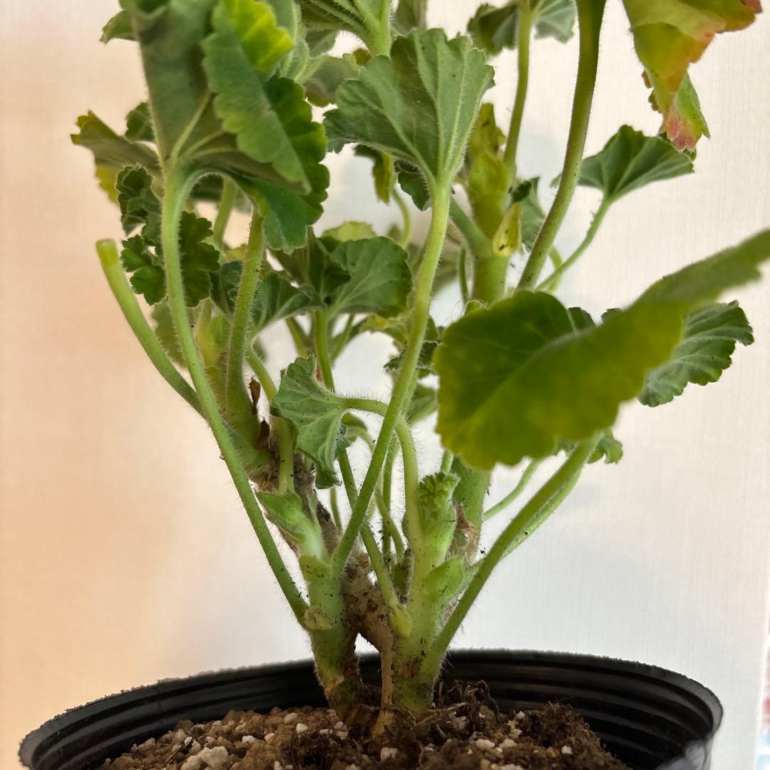 専用リンク　超希少品種ゼラニウム　レア品種ゼラニウム苗　DNY01