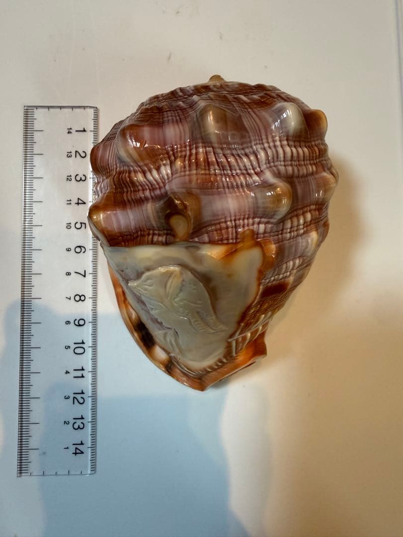 シェル カメオ インテリア 置物 ディスプレイ ②