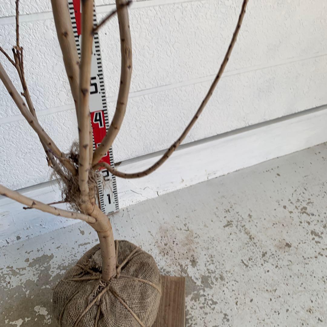 スモークツリー ロゼシュシュ　雌株　煙の木　苗木　花木　61