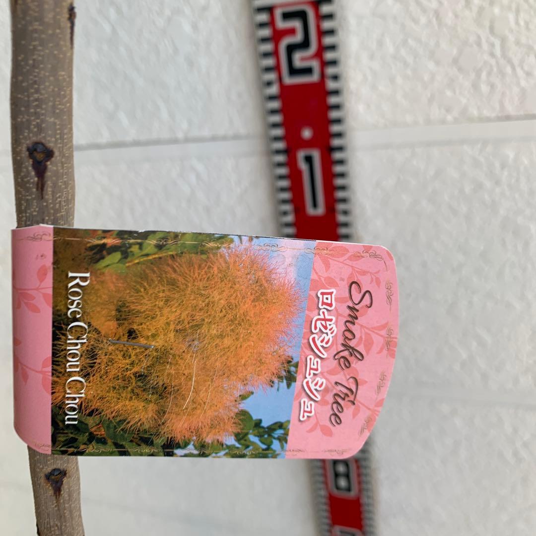 スモークツリー ロゼシュシュ　雌株　煙の木　苗木　花木　61