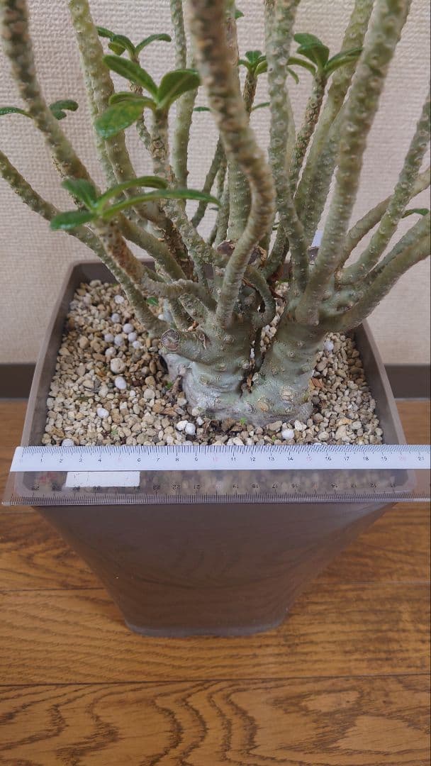 ドルステニアギガス