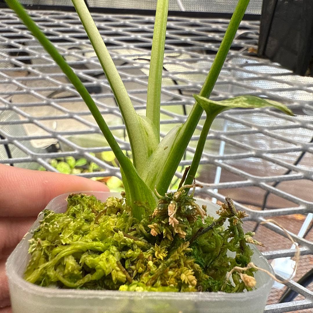 格安 極上 モンステラ サイアムミント