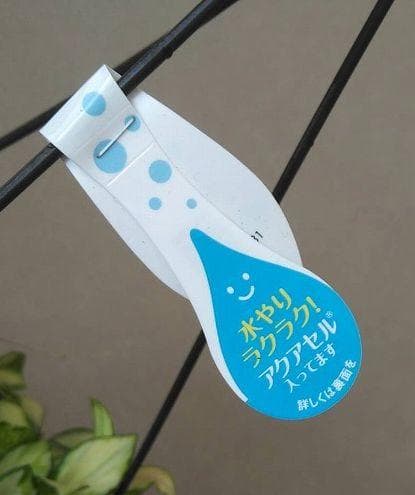 ホヤ ヘウスケリアナ 斑入 花座 大鉢 アクアセル入り