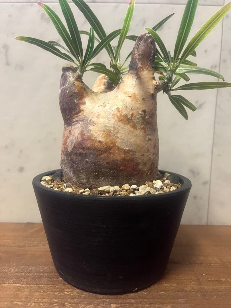 パキポディウム グラキリス