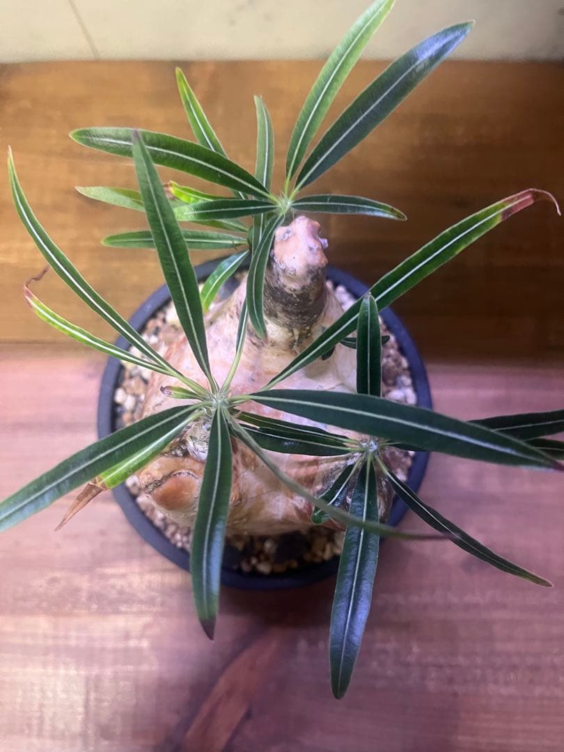 パキポディウム グラキリス