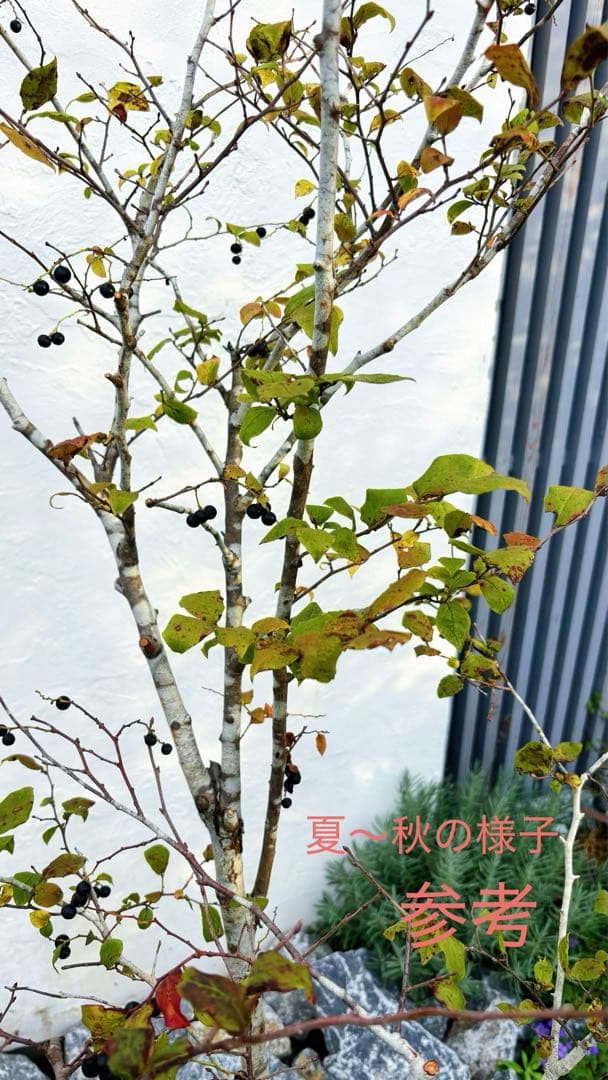 希少。美斑紋 山採りナツハゼ2.0M(鉢底から)