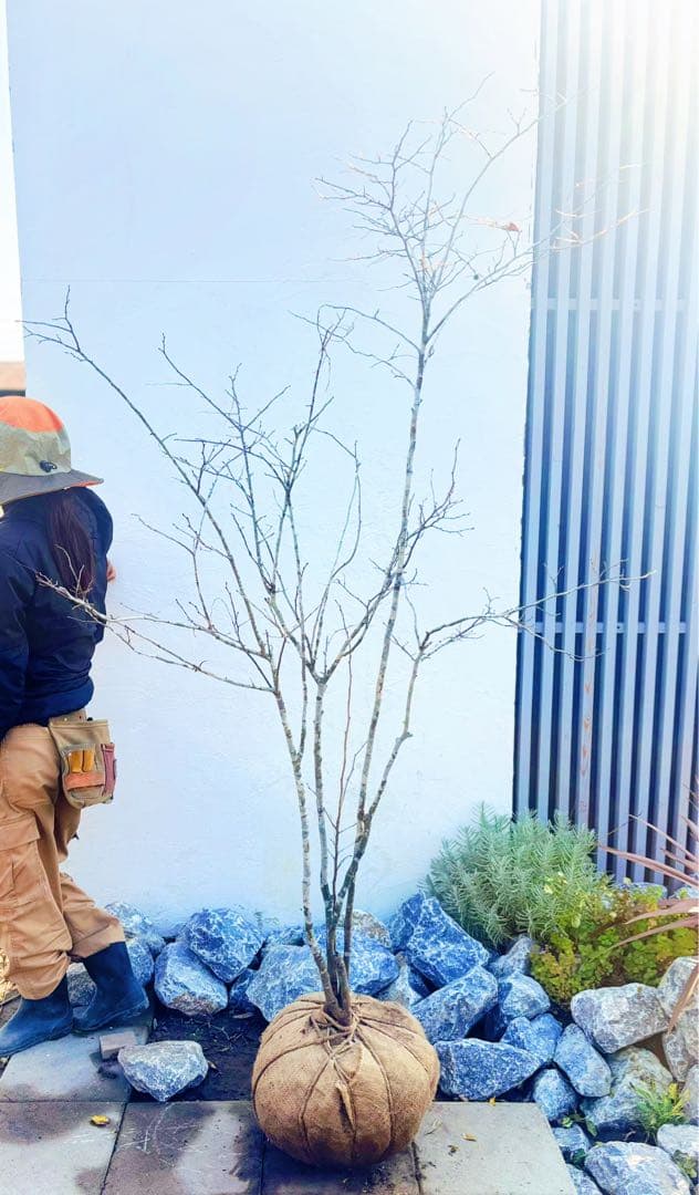 希少。美斑紋 山採りナツハゼ2.0M(鉢底から)