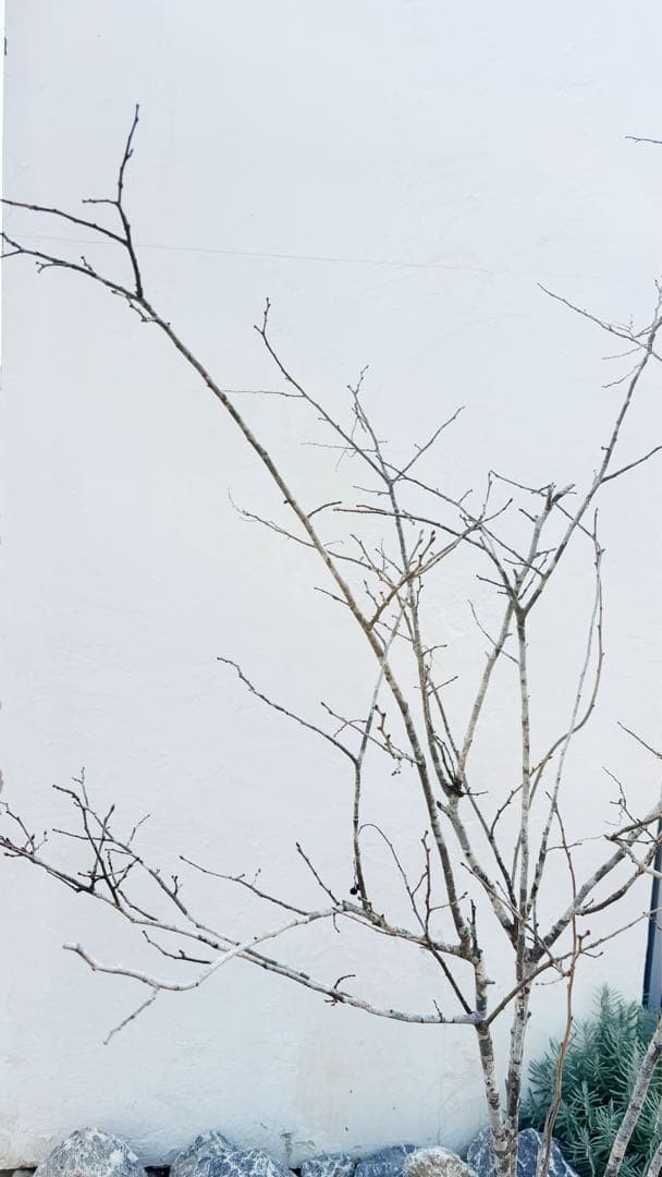 希少。美斑紋 山採りナツハゼ2.0M(鉢底から)