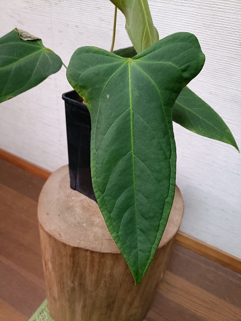 Anthurium Yasuni Heart アンスリウムヤスニハート