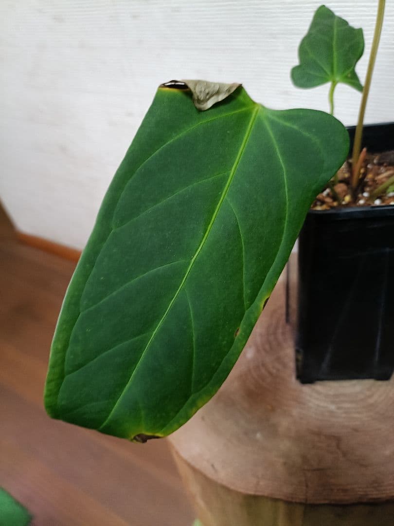 Anthurium Yasuni Heart アンスリウムヤスニハート
