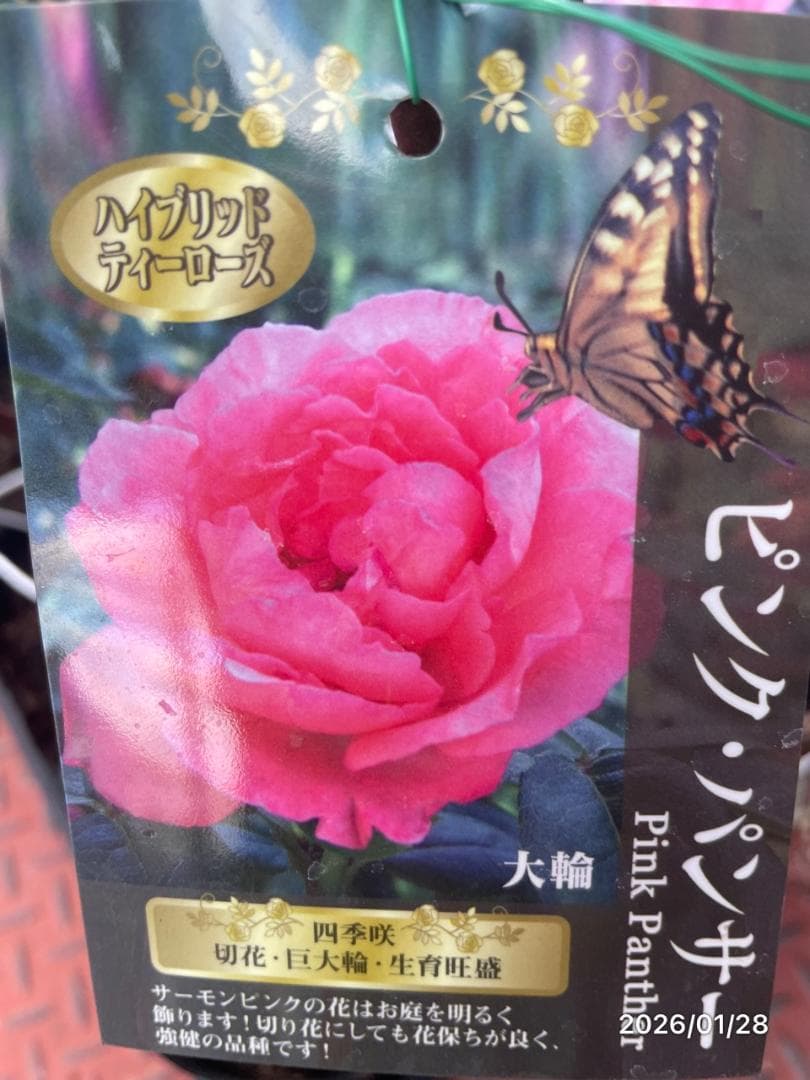 四季咲き　バラ　15株