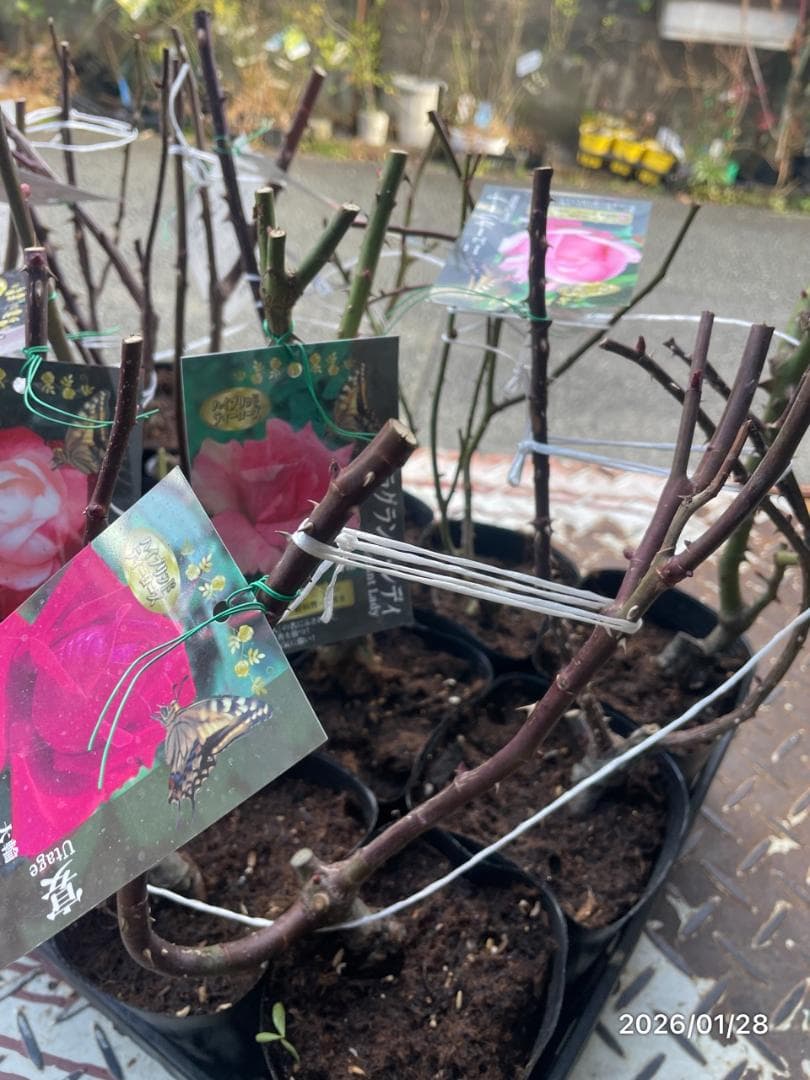 四季咲き　バラ　15株