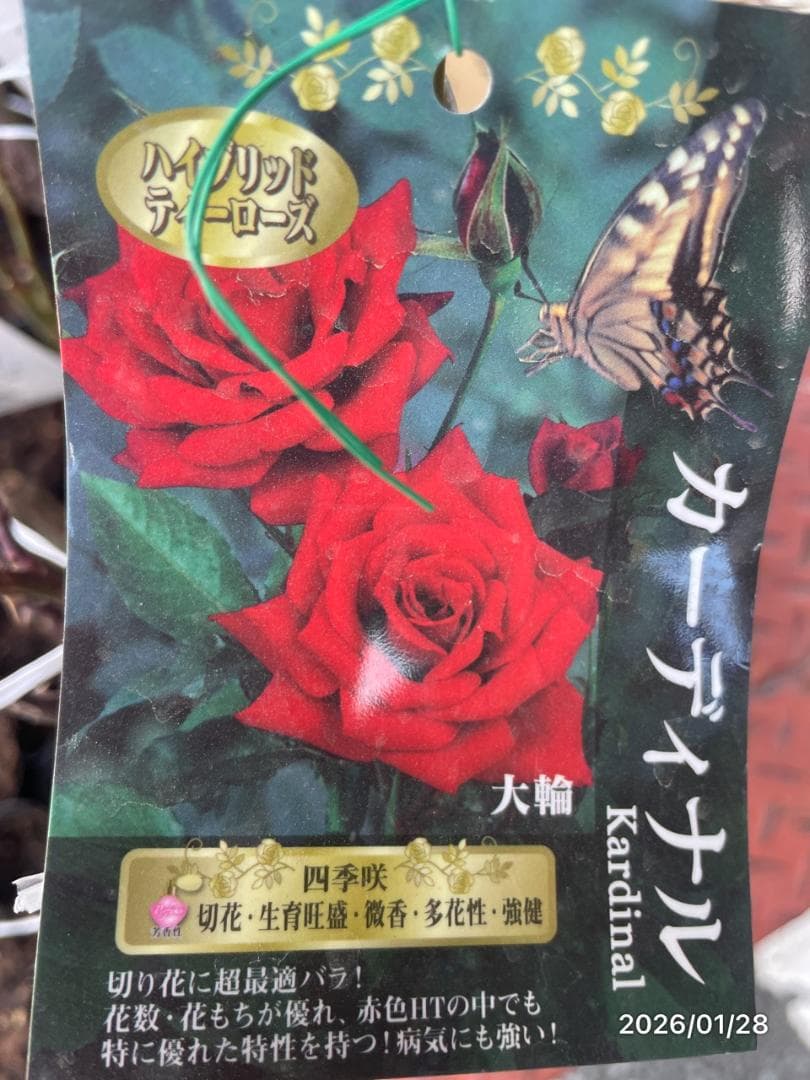 四季咲き　バラ　15株