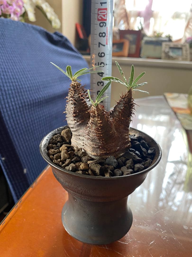 user_765aa874！希少 グラキリス多頭 発根確認済 現地球