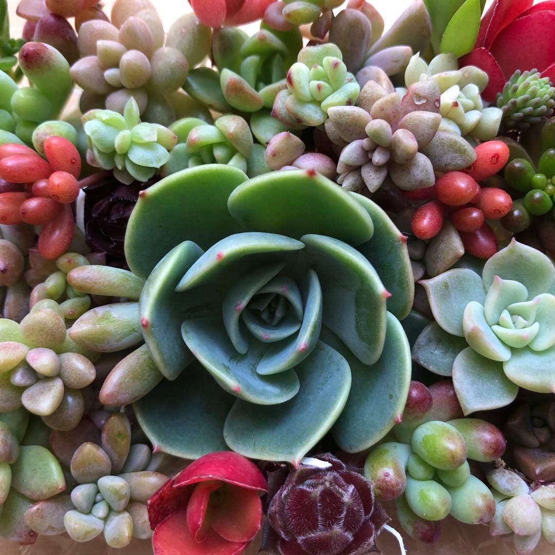 多肉植物♥゛七福神の寄せ植えセット 増量中