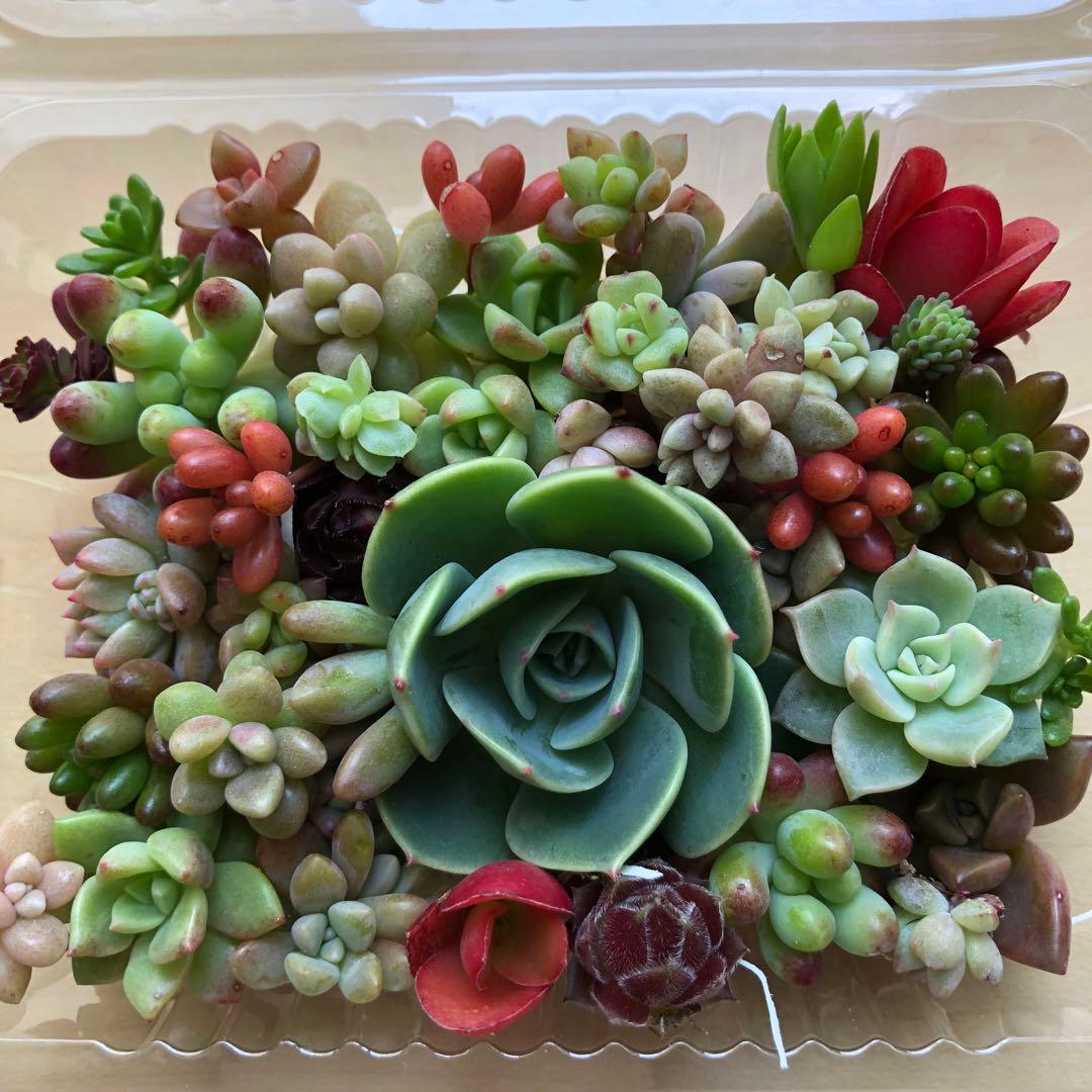 多肉植物♥゛七福神の寄せ植えセット 増量中