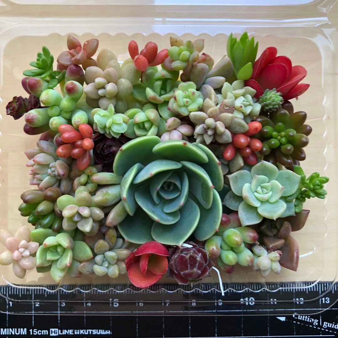 多肉植物♥゛七福神の寄せ植えセット 増量中