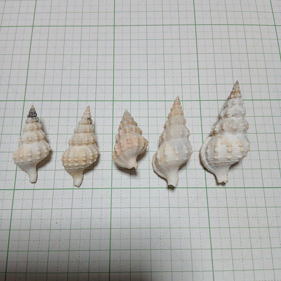 貝殻まとめ売り 30