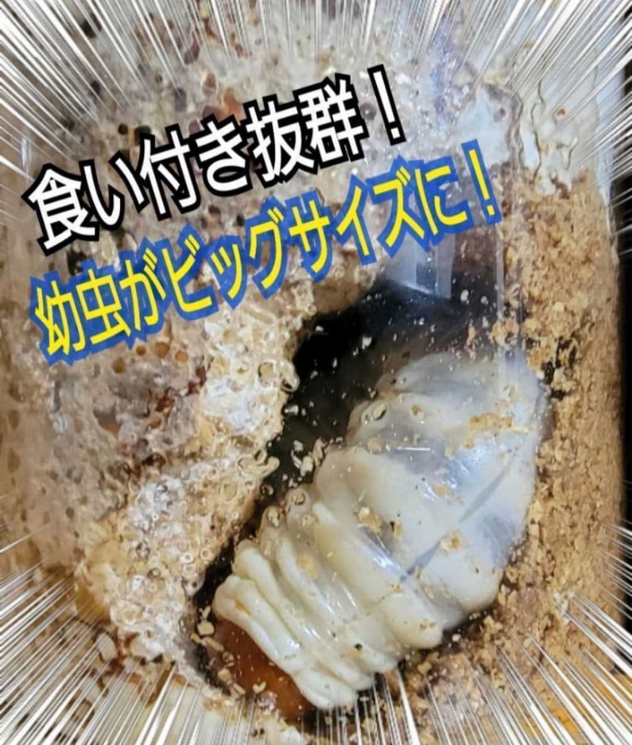 ヒマラヤひらたけ菌糸瓶1500ml 【５本】トレハロース、キトサン強化配合！