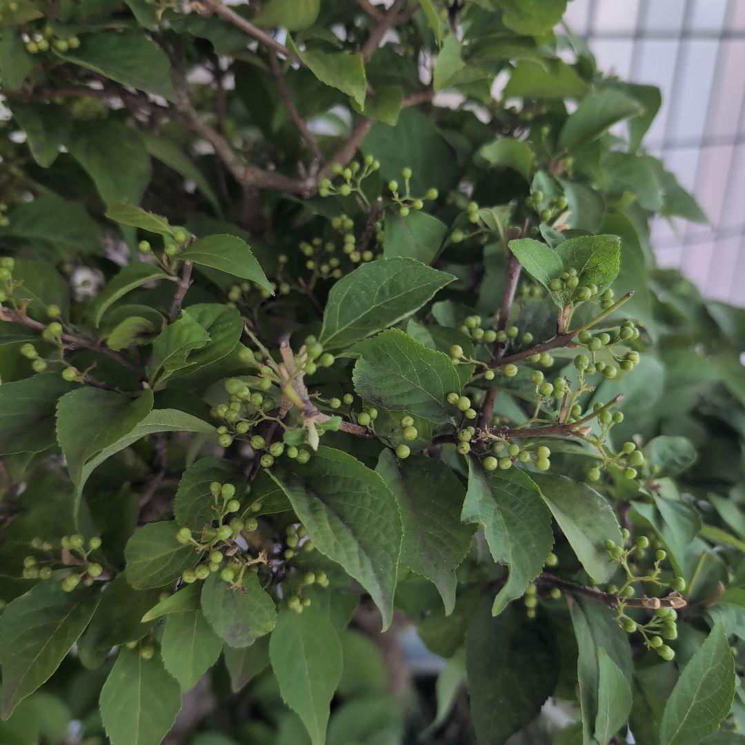 りょう 盆栽 紫式部 実沢山