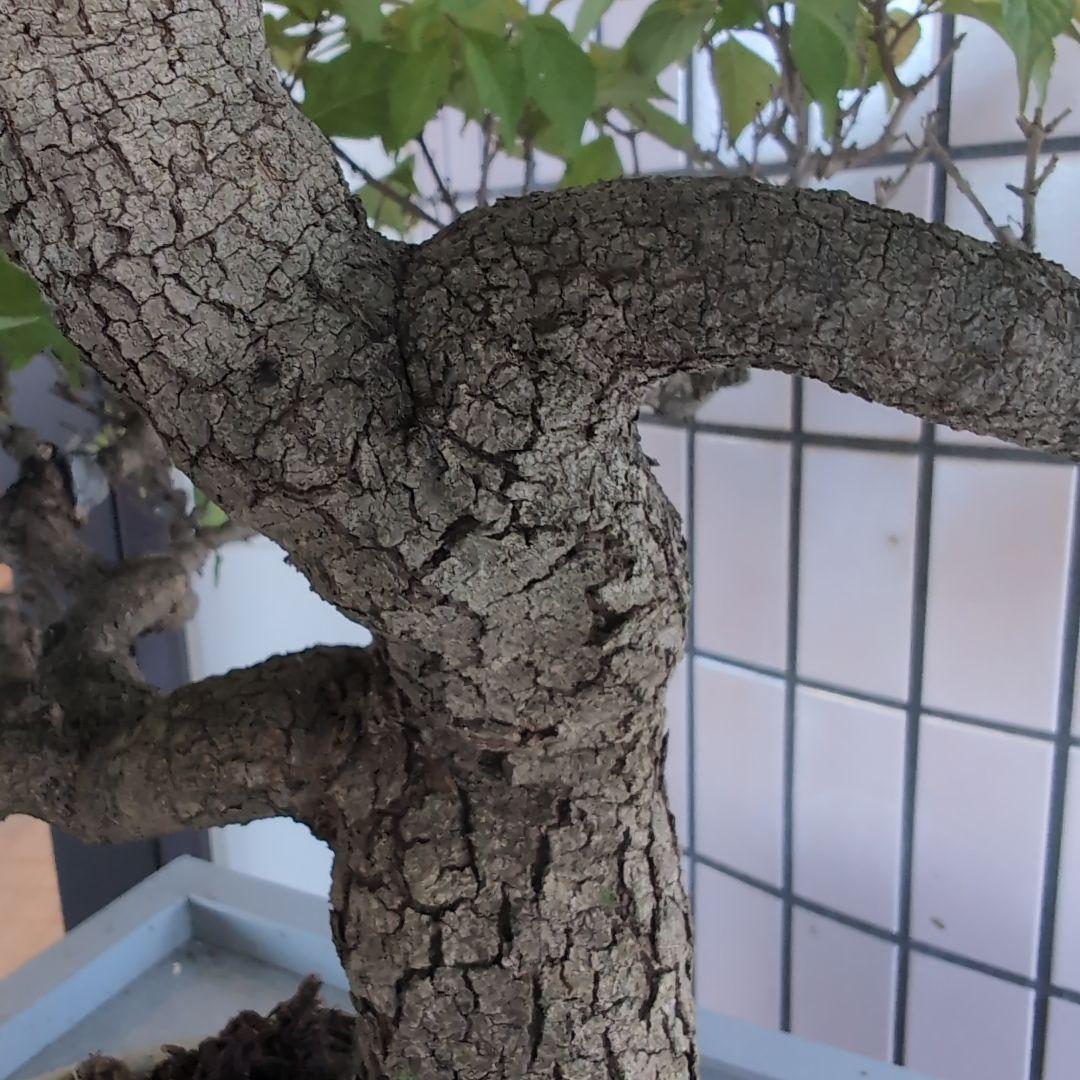 りょう 盆栽 紫式部 実沢山