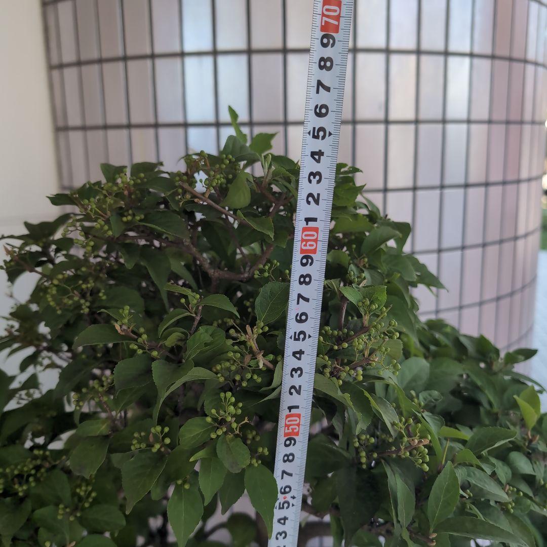 りょう 盆栽 紫式部 実沢山