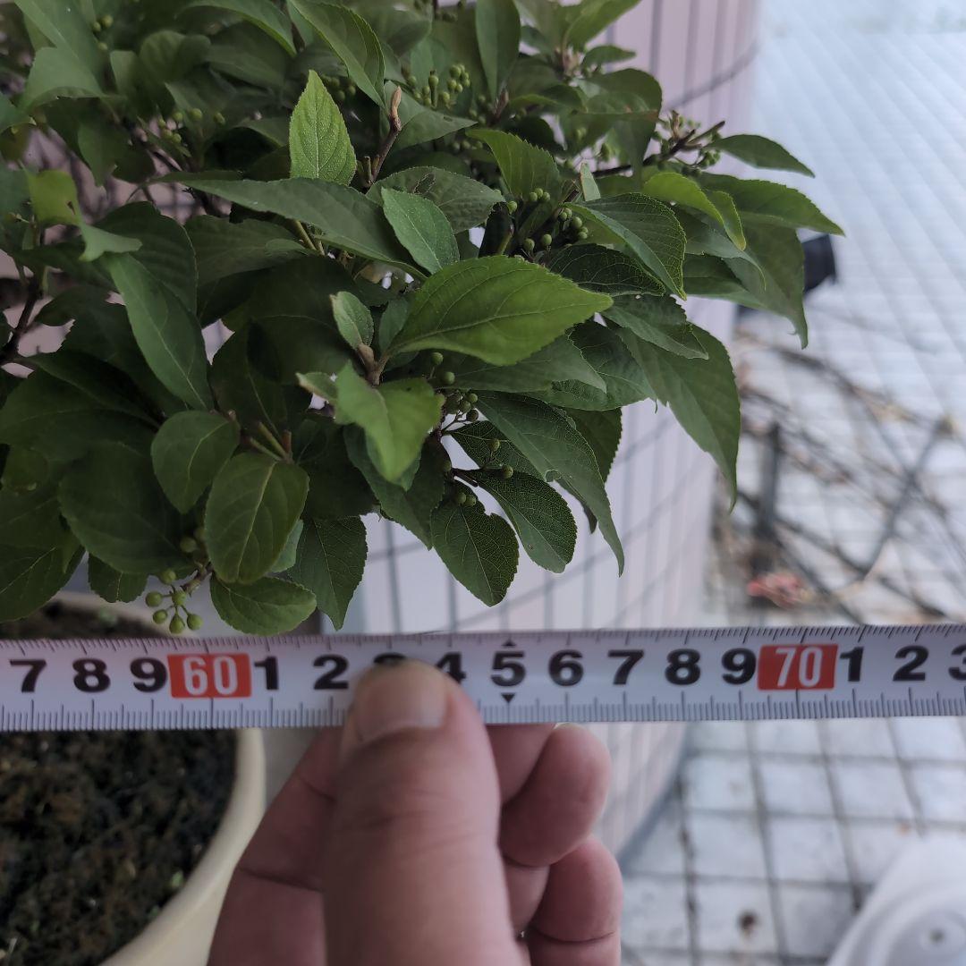 りょう 盆栽 紫式部 実沢山