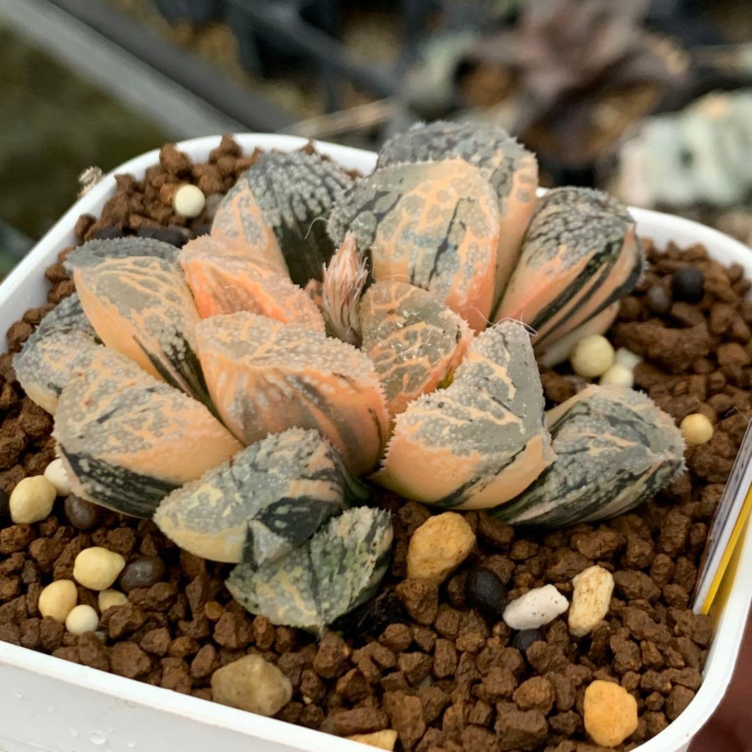 多肉植物 ハオルチア　モルドール錦 極上株