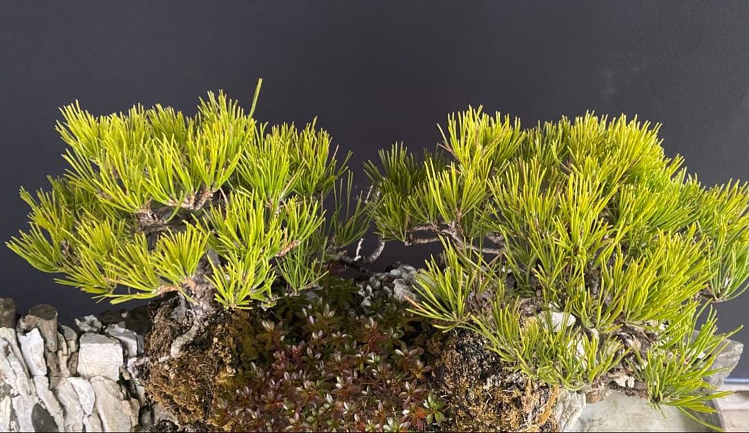 白木盆栽園　石付き　黒松　横幅72センチ　盆栽黒松赤松五葉松真柏雑木観葉植物