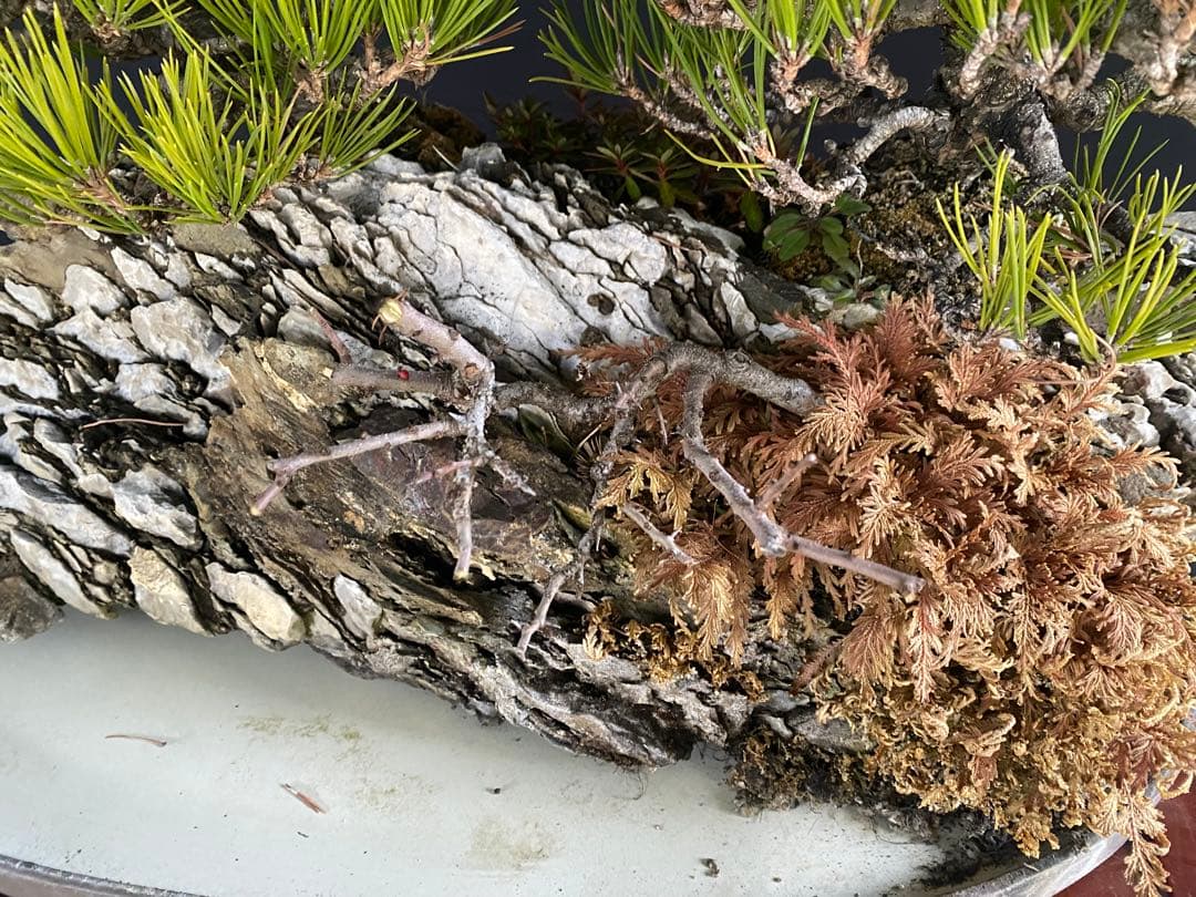 白木盆栽園　石付き　黒松　横幅72センチ　盆栽黒松赤松五葉松真柏雑木観葉植物