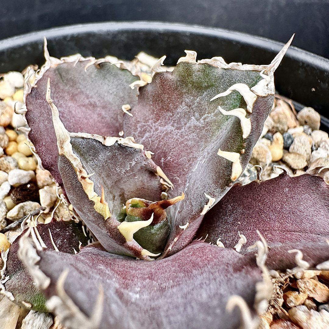 W13 超特選 アガベ チタノタ 『緋紅牡丹』 最も特殊な品種 極上子株1株