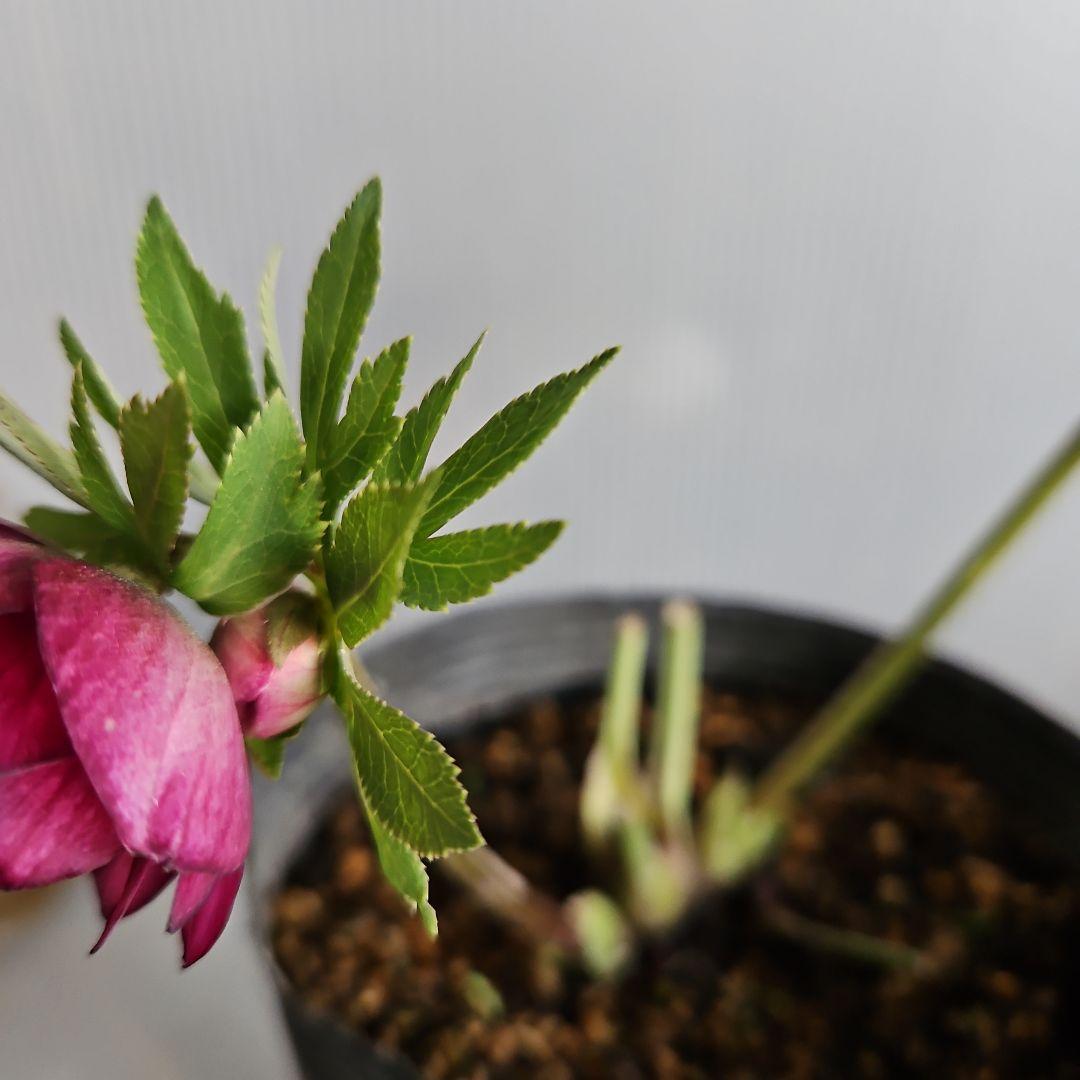 ✿㉖-44クリスマスローズ