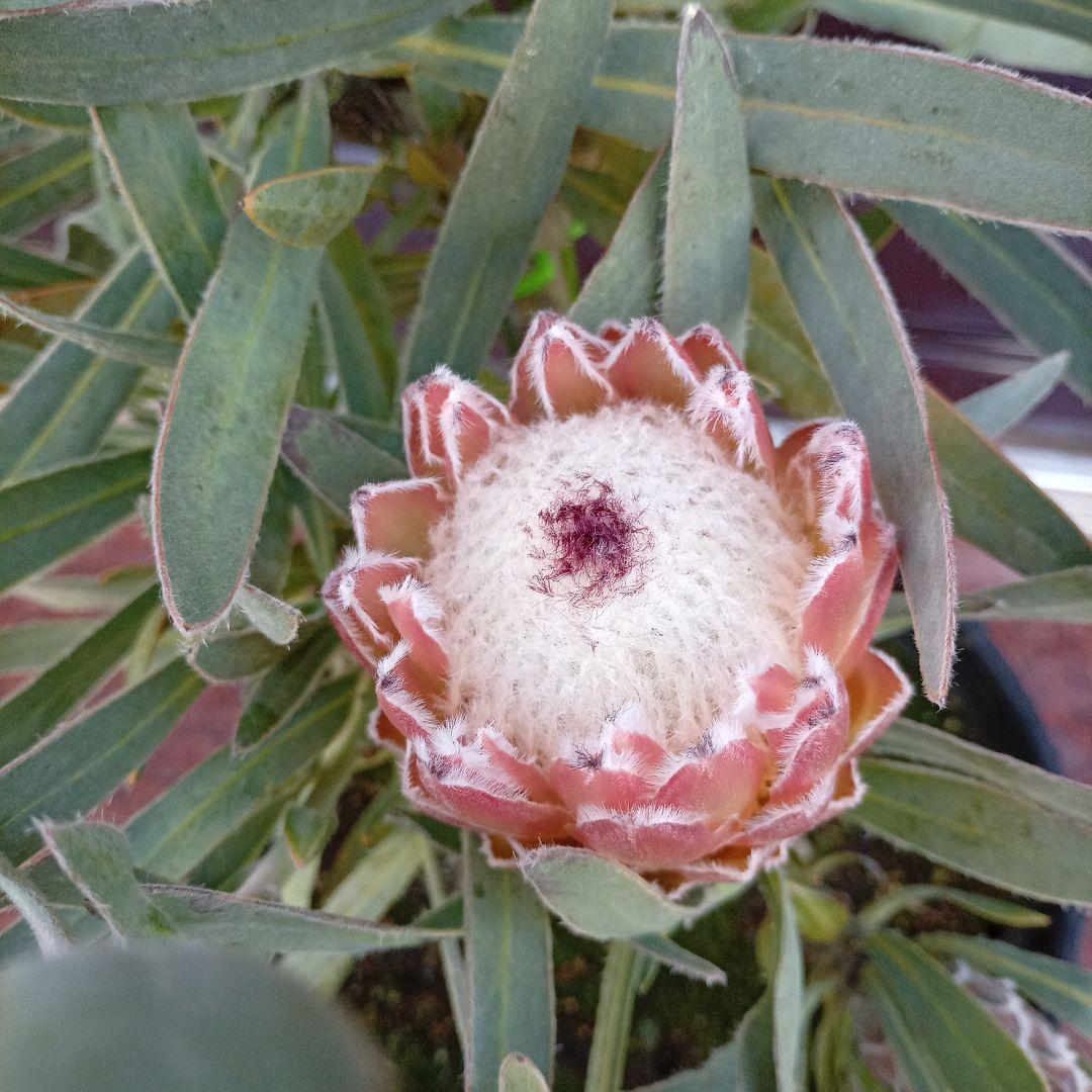 希少プロテア　ジュリエット　7号高さ65ｃｍ　幹太　花蕾5輪