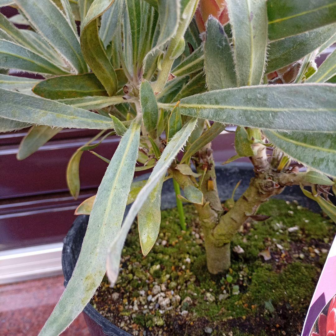 希少プロテア　ジュリエット　7号高さ65ｃｍ　幹太　花蕾5輪