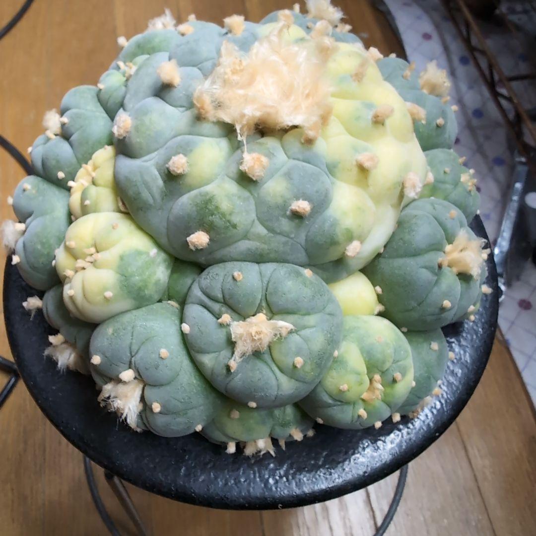 はたく　谷田貝　赤花銀冠玉錦　かき仔2個