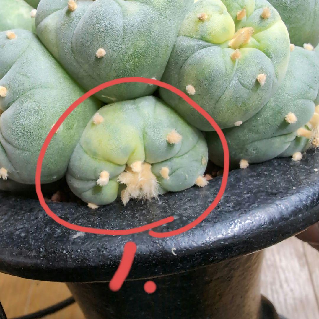 はたく　谷田貝　赤花銀冠玉錦　かき仔2個