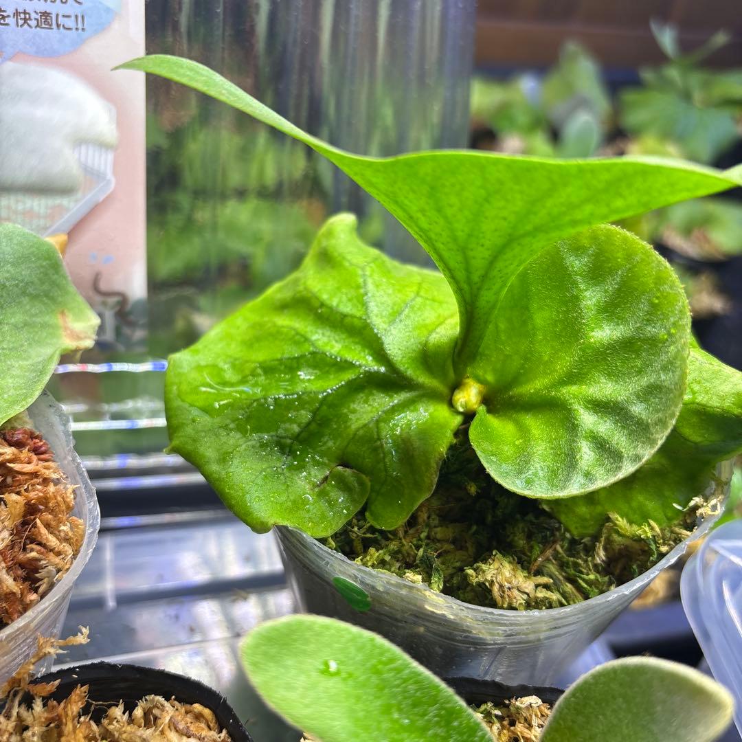 ビカクシダ　胞子培養
