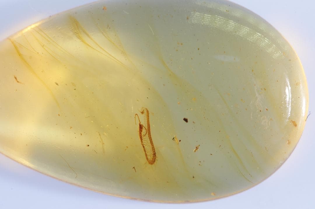 レア極上品 PA0002虫入り琥珀化石　ミャンマーカムティかタナイ9900万年前