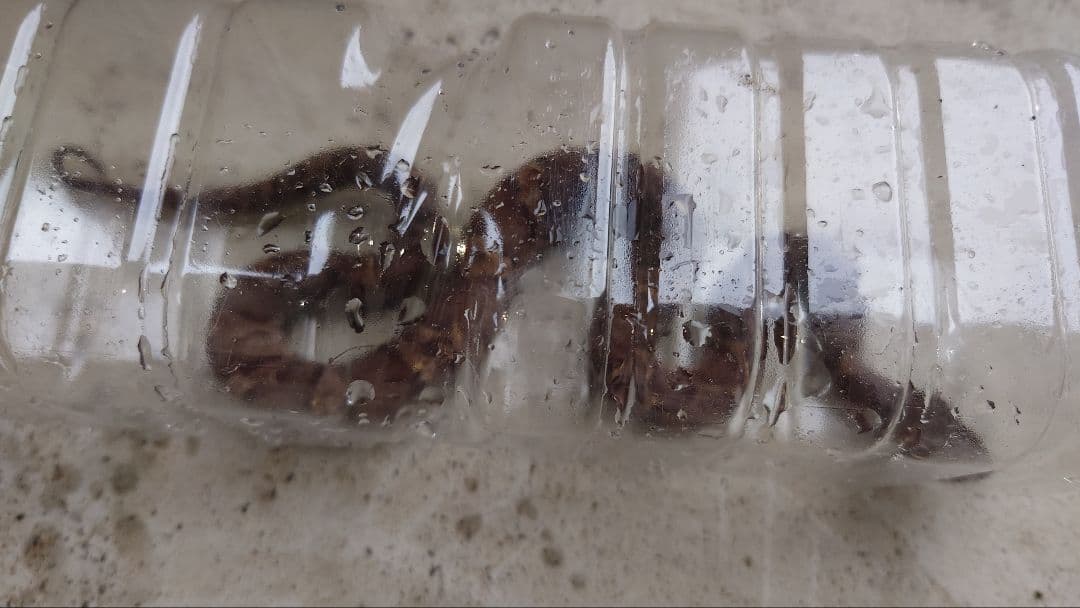 マムシ酒（岐阜県産）