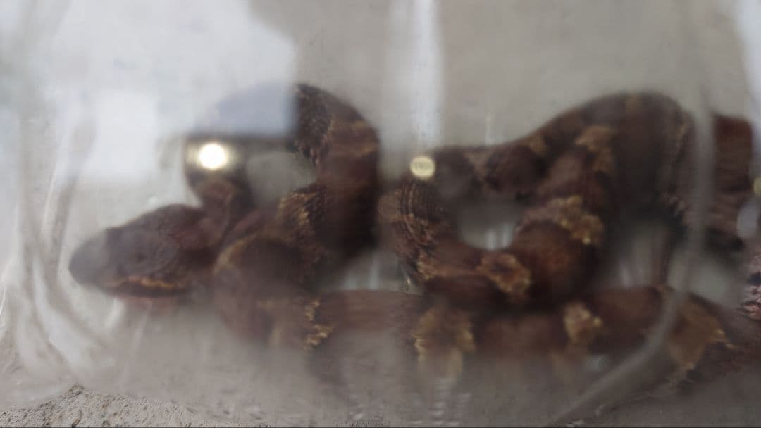 マムシ酒（岐阜県産）