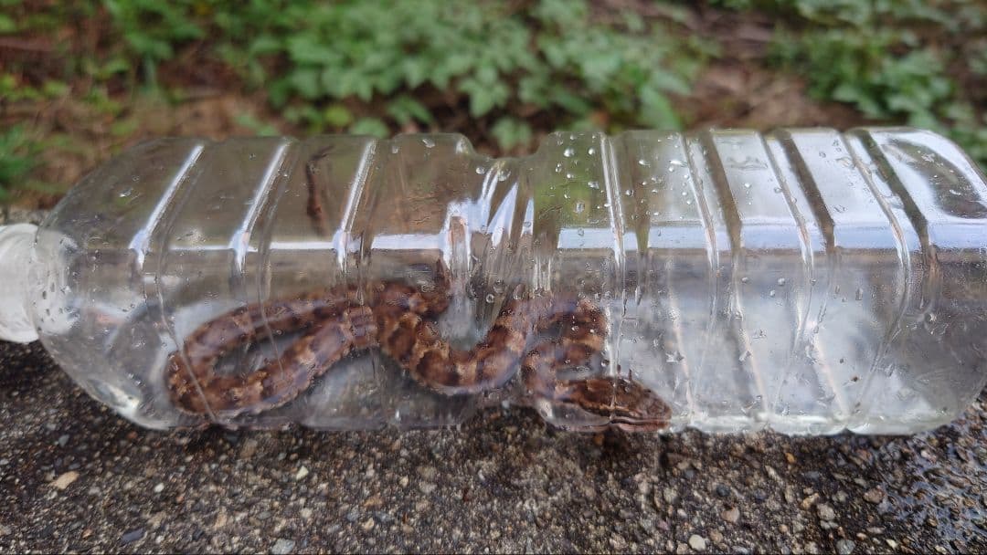 マムシ酒（岐阜県産）